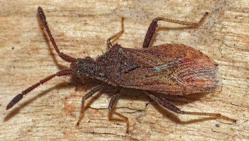 Réf. 334 591 : Coriomeris sp.